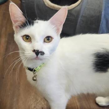 Tansy -  Domestic Short Hair Cat for Adoption in Villa Park, California - Tansy | PetCurious