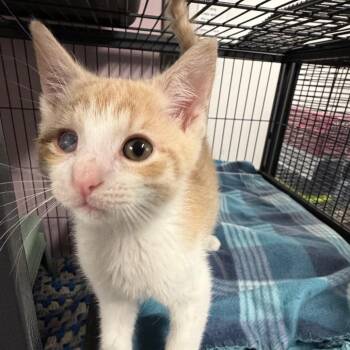 BLT -  Domestic Short Hair Cat for Adoption in Binghamton, New York - BLT | PetCurious