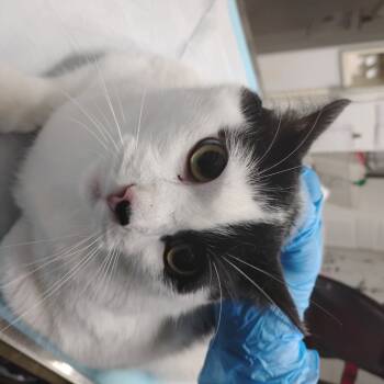 Rescue Domestic Short Hair Cats for Adoption in Summerville, South Carolina - Cowboy | PetCurious