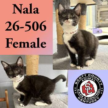 Nala -  Domestic Short Hair Cat for Adoption in Georgetown, Kentucky - Nala | PetCurious