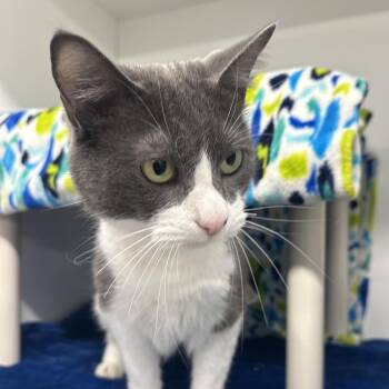 Potato -  Domestic Short Hair Cat for Adoption in Clearwater, Florida - Potato | PetCurious