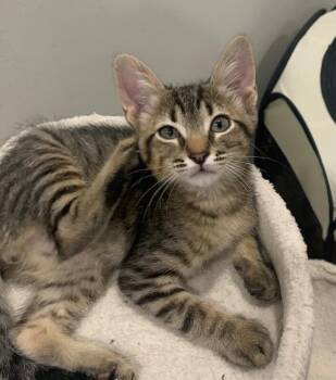 Slim Jim - Snack Pack -  Tabby Cat for Adoption in Anthem, Arizona - Slim Jim - Snack Pack | PetCurious