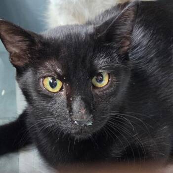 Evangeline -  Domestic Short Hair Cat for Adoption in San Antonio, Texas - Evangeline | PetCurious