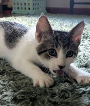 Lemon -  Domestic Short Hair Cat for Adoption in Walled Lake, Michigan - Lemon | PetCurious