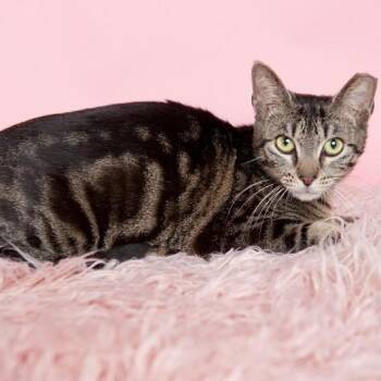 Honey Sweet -  Tabby and Domestic Short Hair Cat for Adoption in Friendswood, Texas - Honey Sweet | PetCurious