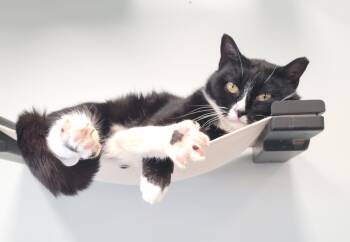 Domestic Short Hair Cats Available for Adoption in Fairfax, Virginia - Zenyatta | PetCurious