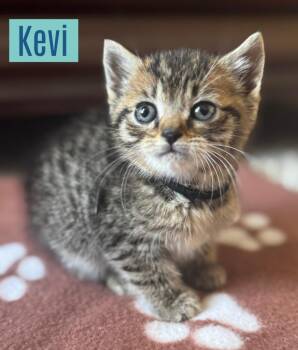 Domestic Short Hair Cats Available for Adoption - Kevi | PetCurious