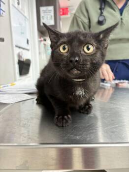 Black Bean -  Domestic Short Hair Cat for Adoption in Marietta, Georgia - Black Bean | PetCurious