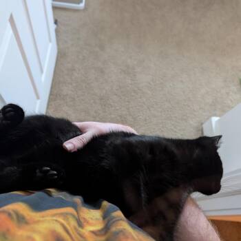 Bigfoot -  Domestic Short Hair Cat Available for Adoption in Shelbyville, Indiana - Bigfoot | PetCurious