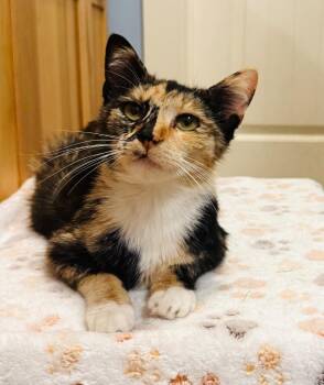 Polly -  Domestic Short Hair Cat for Adoption in Valley Park, Oklahoma - Polly | PetCurious