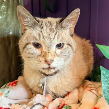 Willy -  Domestic Short Hair Cat for Adoption in Ramona, California - Willy | PetCurious