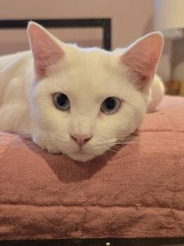 Rescue Turkish Angora and Domestic Short Hair Cats for Adoption in Chicago, Illinois - Iris | PetCurious