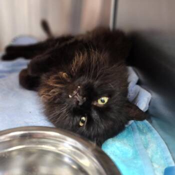 Pawl McCatney -  Domestic Short Hair Cat Available for Adoption in Dixon, Illinois - Pawl McCatney | PetCurious