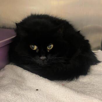 Rescue Domestic Medium Hair Cats for Adoption in Lindon, Utah - Mayflower | PetCurious