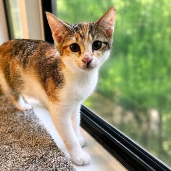 Rihani -  Domestic Short Hair Cat for Adoption in Roswell, Georgia - Rihani | PetCurious