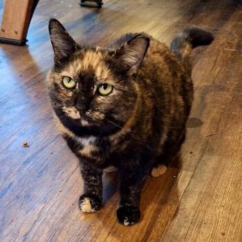 Tortoiseshell and Domestic Short Hair Cats Available for Adoption - Goldie | PetCurious
