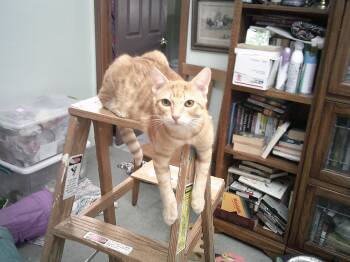 Rescue Tabby Cats for Adoption in Prescott, Arizona - The Timber Group-(5) | PetCurious