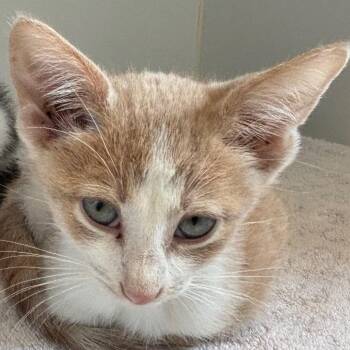 Apple -  Domestic Short Hair Cat for Adoption in Naperville, Illinois - Apple | PetCurious
