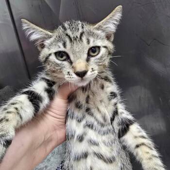 Milk Dudley (Ken Kit 3) -  Domestic Short Hair Cat for Adoption in Marble, North Carolina - Milk Dudley (Ken Kit 3) | PetCurious