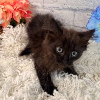 Anise -  Domestic Short Hair Cat Available for Adoption in Harrisonburg, Virginia - Anise | PetCurious