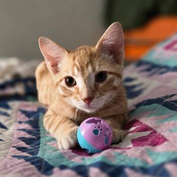 Anakin -  Domestic Short Hair Cat for Adoption in Pocatello, Idaho - Anakin | PetCurious