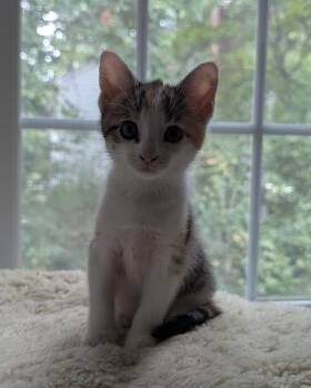 Relish (with Midnight) -  Domestic Short Hair Cat for Adoption in Richmond, Virginia - Relish (with Midnight) | PetCurious