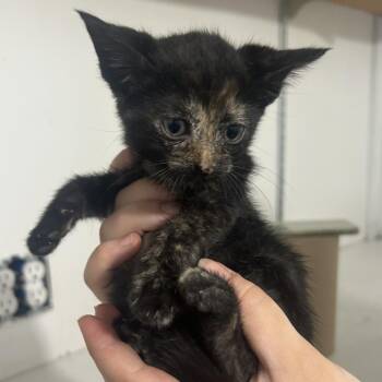 Skittles -  Domestic Short Hair Cat Available for Adoption in West Point, Mississippi - Skittles | PetCurious