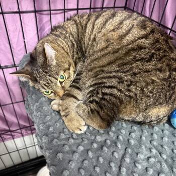 Theo -  Domestic Short Hair Cat for Adoption in Normal, Illinois - Theo | PetCurious