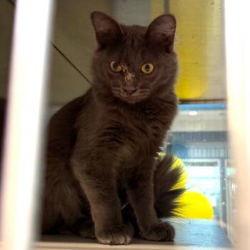 Maxi -  Domestic Medium Hair Cat for Adoption in Midland, Texas - Maxi | PetCurious