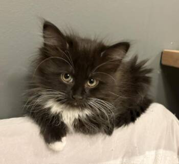 Domestic Long Hair Cats Available for Adoption in Portland, Oregon - Lady Whiskerdown | PetCurious