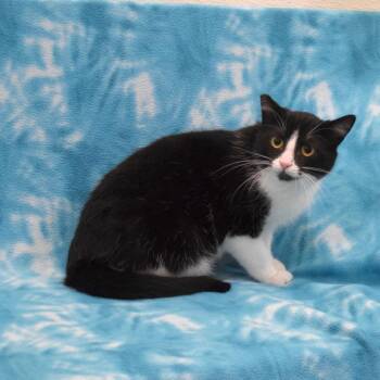 Domestic Short Hair Cats Available for Adoption - Wally | PetCurious