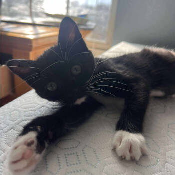 Rescue Domestic Short Hair Cats for Adoption in Tampa, Florida - Wednesday | PetCurious