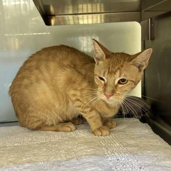 Blondie -  Domestic Short Hair Cat for Adoption in Abilene, Texas - Blondie | PetCurious