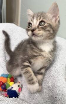 Nikita -  Domestic Medium Hair Cat for Adoption in Brooksville, Florida - Nikita | PetCurious