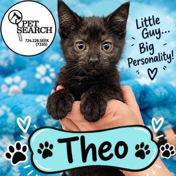 Theo -  Domestic Short Hair Cat for Adoption in Washington, Pennsylvania - Theo | PetCurious