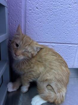 Rescue Domestic Long Hair Cats for Adoption in El Paso, Texas - Glameow | PetCurious