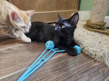 Royce Vroom Vroom -  Domestic Short Hair Cat for Adoption in Chandler, Arizona - Royce Vroom Vroom | PetCurious