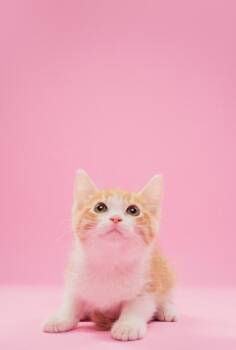 Domestic Short Hair Cats Available for Adoption - Linguine | PetCurious