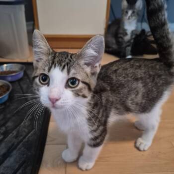 Nigel (bonded with Clive) -  Domestic Short Hair Cat for Adoption in Pickering, Ontario - Nigel (bonded With Clive) | PetCurious