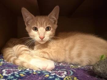 Sawyer -  Domestic Short Hair Cat for Adoption in Topeka, Kansas - Sawyer | PetCurious