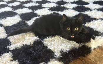 Rescue Domestic Short Hair Cats for Adoption in Skyline, Minnesota - Lucy | PetCurious