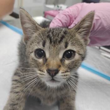 Rescue Domestic Short Hair Cats for Adoption in Summerville, South Carolina - Elina | PetCurious