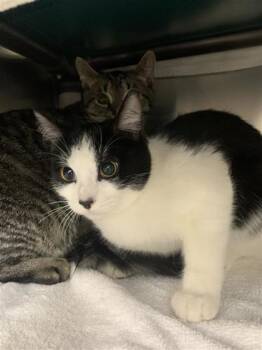 Azalea -  Domestic Short Hair Cat for Adoption in Montreal, Quebec - Azalea | PetCurious