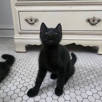 Leo -  Domestic Short Hair Cat for Adoption in La Grange, Kentucky - Leo | PetCurious