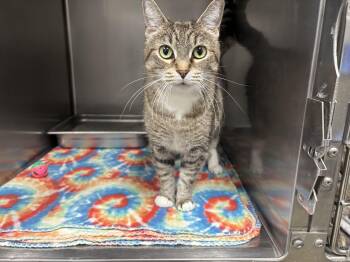 Rescue Domestic Short Hair Cats for Adoption in Frankfort, Indiana - Noel | PetCurious