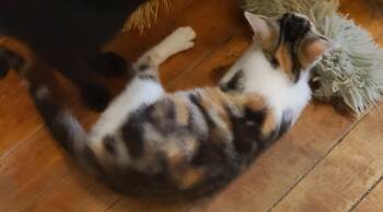 Penny -  Domestic Short Hair Cat for Adoption in Waynetown, Indiana - Penny | PetCurious