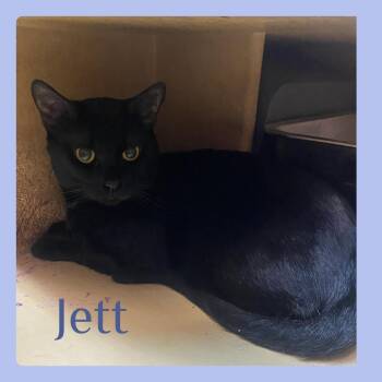 Tabby Cats Available for Adoption in Lawton, Oklahoma - JETT | PetCurious