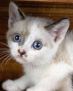 Posh -  Domestic Short Hair and Dilute Calico Cat for Adoption in Kennesaw, Georgia - Posh | PetCurious