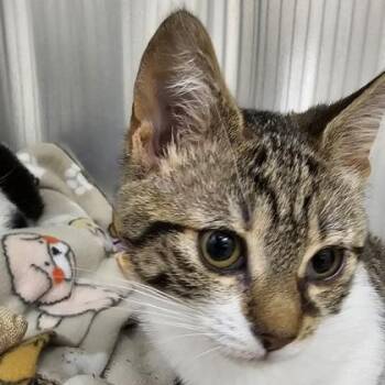 Aria -  Domestic Short Hair Cat Available for Adoption in Schenectady, New York - Aria | PetCurious