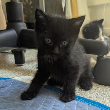 MeGumi -  Domestic Short Hair Cat for Adoption in Bountiful, Utah - MeGumi | PetCurious